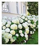 BALDUR Garten Schneeball-Hortensie 'Annabelle';1 Pflanze, Gartenhortensie winterhart Hydrangea arborescens, pflegeleicht, blühend, großblumige Freiland-Hortensie