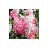 3 Stück Hydrangea Paniculata 'Pink Lady' 30-50 cm Rispenhortensie Laubgehölz