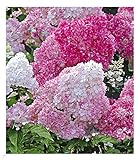 BALDUR Garten Freiland-Hortensie 'Vanille Fraise®' im 2-Liter, 1 Pflanze, Hydrangea paniculata, winterhart, blühend, Schnittblume, pflegeleicht, Rispenhortensie