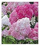 BALDUR Garten Freiland-Hortensie 'Vanille Fraise®' im 2-Liter, 1 Pflanze, Hydrangea paniculata, winterhart, blühend, Schnittblume, pflegeleicht, Rispenhortensie