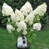 Rispenhortensie Silver Dollar weiß - Hortensie winterhart & mehrjährig - Hydrangea paniculata - 1 Pflanze von Garten Schlüter - Pflanzen in Top Qualität
